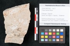 Foto (Objekt + Etikett) von Chara meriani Braun (NHMW-GEO-2024-0188-7930)
